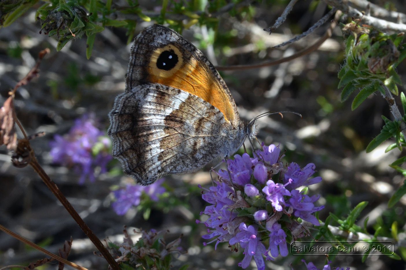 Pyronia tithonus??